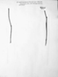 Leptostroma spiraeae image